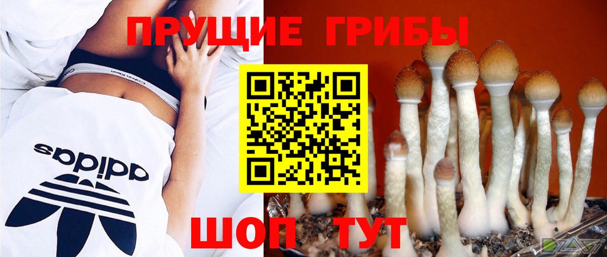 Псилоцибиновые грибы мицелий Старая Купавна